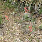 Firecracker Penstemon 4/16 - AZ Trail