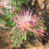 Fairy Duster zoom 4/15