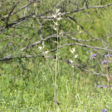 Lyreleaf Jewelflower 3/25