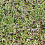 Loads of Chia 3/25