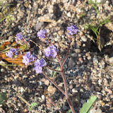Cleftleaf Wildheliotrope 3/25