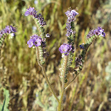 Scorpionweed close-up 4/12