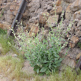 Desert Tobacco 4/18