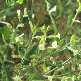 Desert Tobacco close-up 4/15