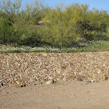 Wildflowers around rock wall 4/15