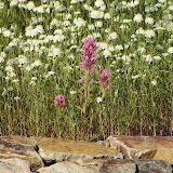 Purple Owl's Clover 4/15