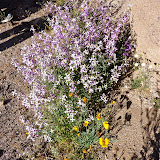 Night Scented Stock - Tucson - Wash - by Kathy Beacraft