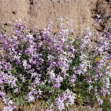 Night Scented Stock - Tucson Wash - by Kathy Beacraft