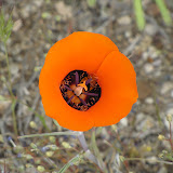 Desert Mariposa Lily 4/16