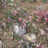 Fairy Dusters, flowers - AZ Trail 4/16