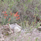 Indian Paintbrush - Buehman Canyon 4/22