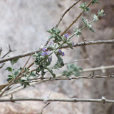 Close-up "Unidentified"  Buehman Canyon 4/22