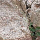 Lyreleaf Jewelflower - Buehman Canyon