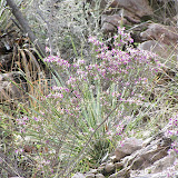 Dalea, Buehman Canyon 4/22
