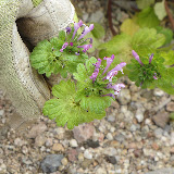 Unidentified, AZ Trail 4/16