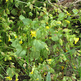 Seep Monkeyflower,  Buehman Canyon 4/22
