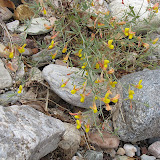 Low Rattlebox - Buehman Canyon