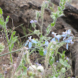 paleface delphinium - close-up
