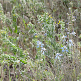 paleface delphinium - our driveway