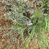 Alfalfa Wild Flower (??)  AZ Trail 4/16