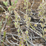 Sand Fringepod - Arizona Trail 4/16