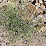 Unidentified (small yellow flowers) 4/25