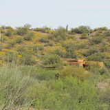 Hillside covered with Brittlebush 4/18