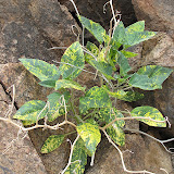 Unidentified plant, Tucson Wash
