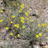 Unidentified yellow flowering plant (prolific) 4/26