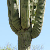 Heart-shaped prickly pear growing from saguaro, AZ Trail 4/29