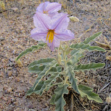 Silverleaf Nightshade 5/3