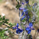 Tall Mountain Larkspur close-up, AZ Trail 4/29