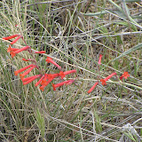 Firecracker Penstemon, Oracle 4/29