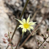 "Unidentified" -Sabino Canyon, Tucson 5/1 - Richard Derr