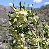 "Unidentified" Sabino Canyon, Tucson 5/1 - Richard Derr