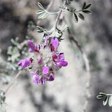 Santa Catalina Prairie Clover (Dalea pulchra) Sabino Canyon, Tucson 5/1 - Richard Derr