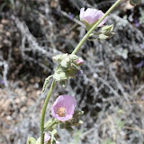 Desert Globemallow, Sabino Canyon, Tucson 5/1 - Richard Derr
