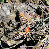 Unidentified, tiny plant - Peppersauce 5/6