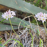 Unidentified pink flower, Peppersauce 5/6