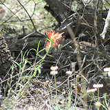 Indian Paintbrush - Peppersauce Canyon 5/6