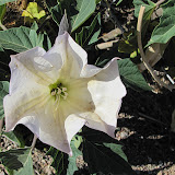 Beautiful but poisonous Sacred Datura 5/3