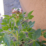Redwhisker Clammyweed, near new house 5/3
