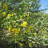 Palo verde tree blossoms 5/3
