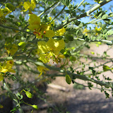 Close-up palo verde blossoms 5/3
