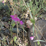 Narrowleaf Four O'Clock - Peppersauce 5/6