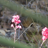 Unidentified red/fuschia - clsoe up -2,  Peppersauce 5/6