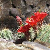 Blooming hedgehog, Peppersauce 5/6