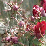 Red flowering buckhorn cholla 5/8