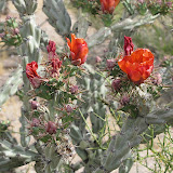Buckhorn cholla - orange 5/8