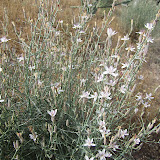 White/purple unidentified 5/8